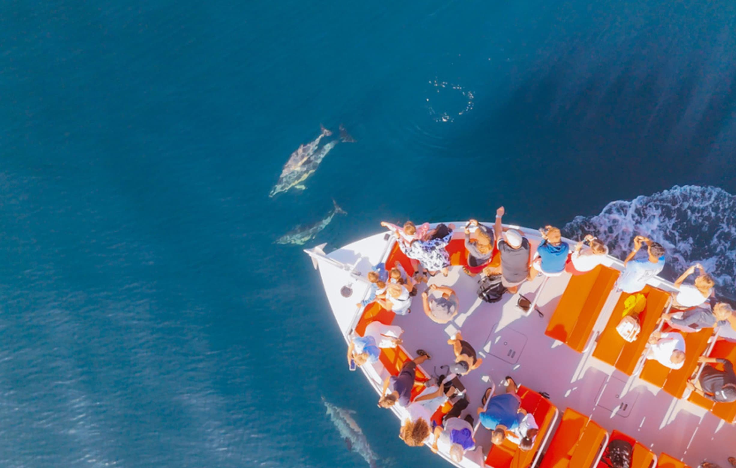 Tourists spotting dolphins during a Benagil combo tour