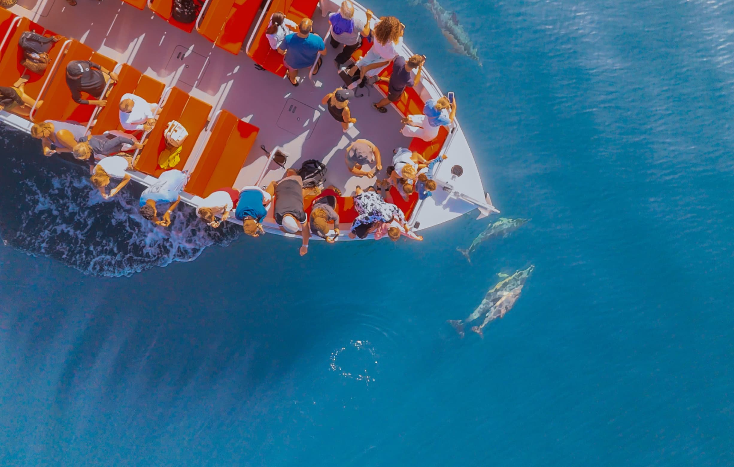 Dolphin watching experience departing from Lagos Marina