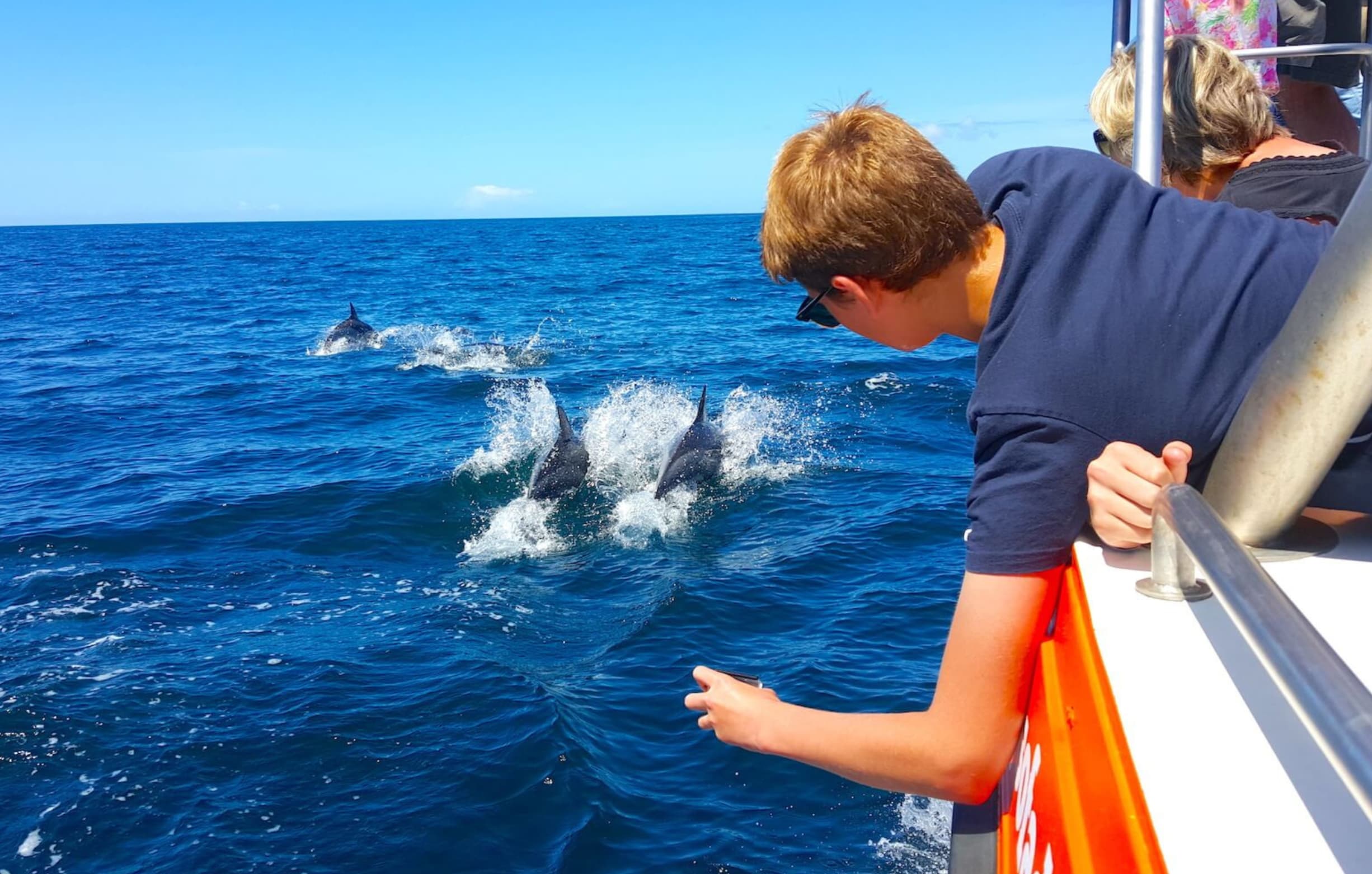 Dolphin watching tour in Algarve waters