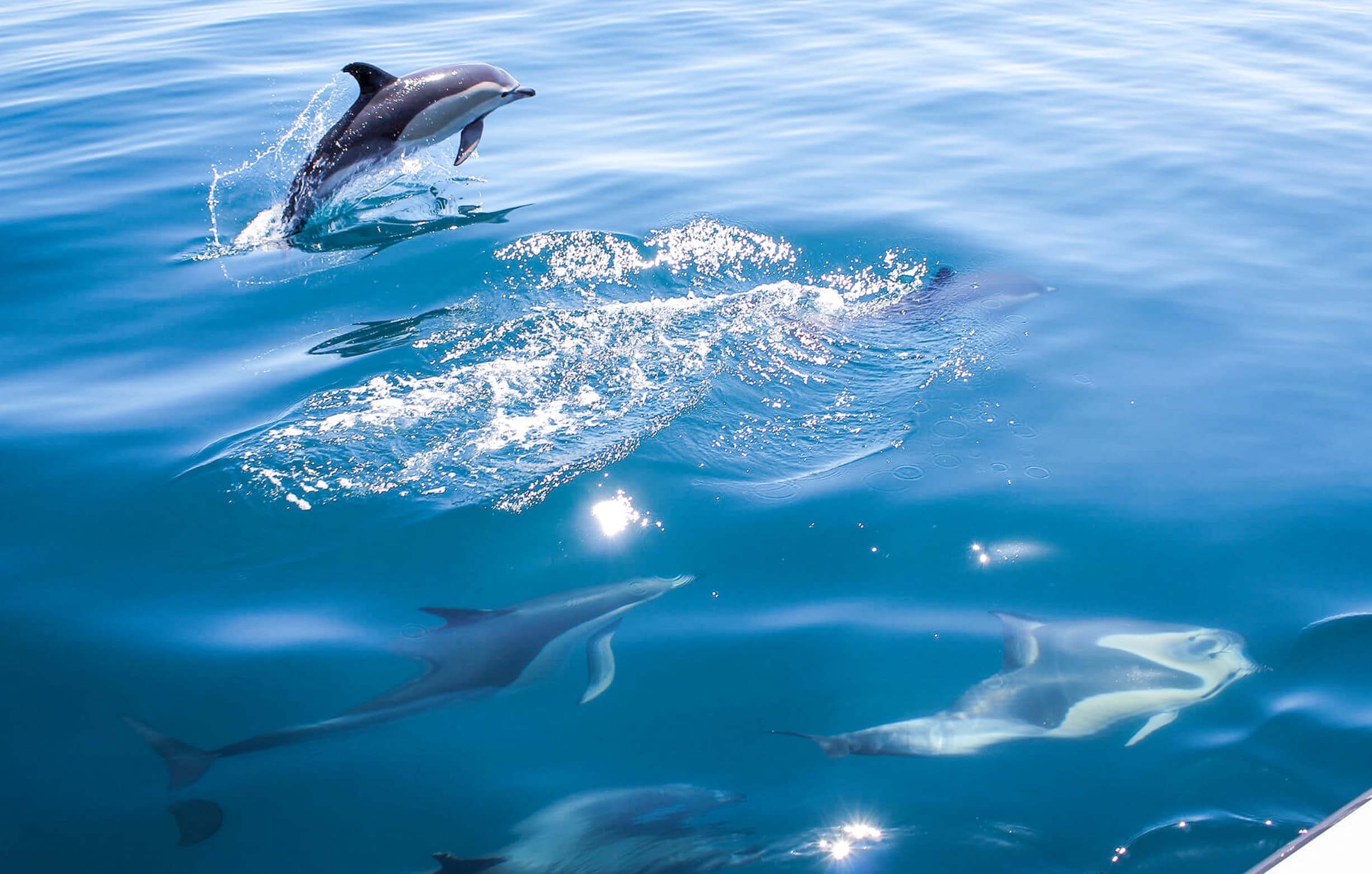 Family-friendly dolphin watching catamaran experience