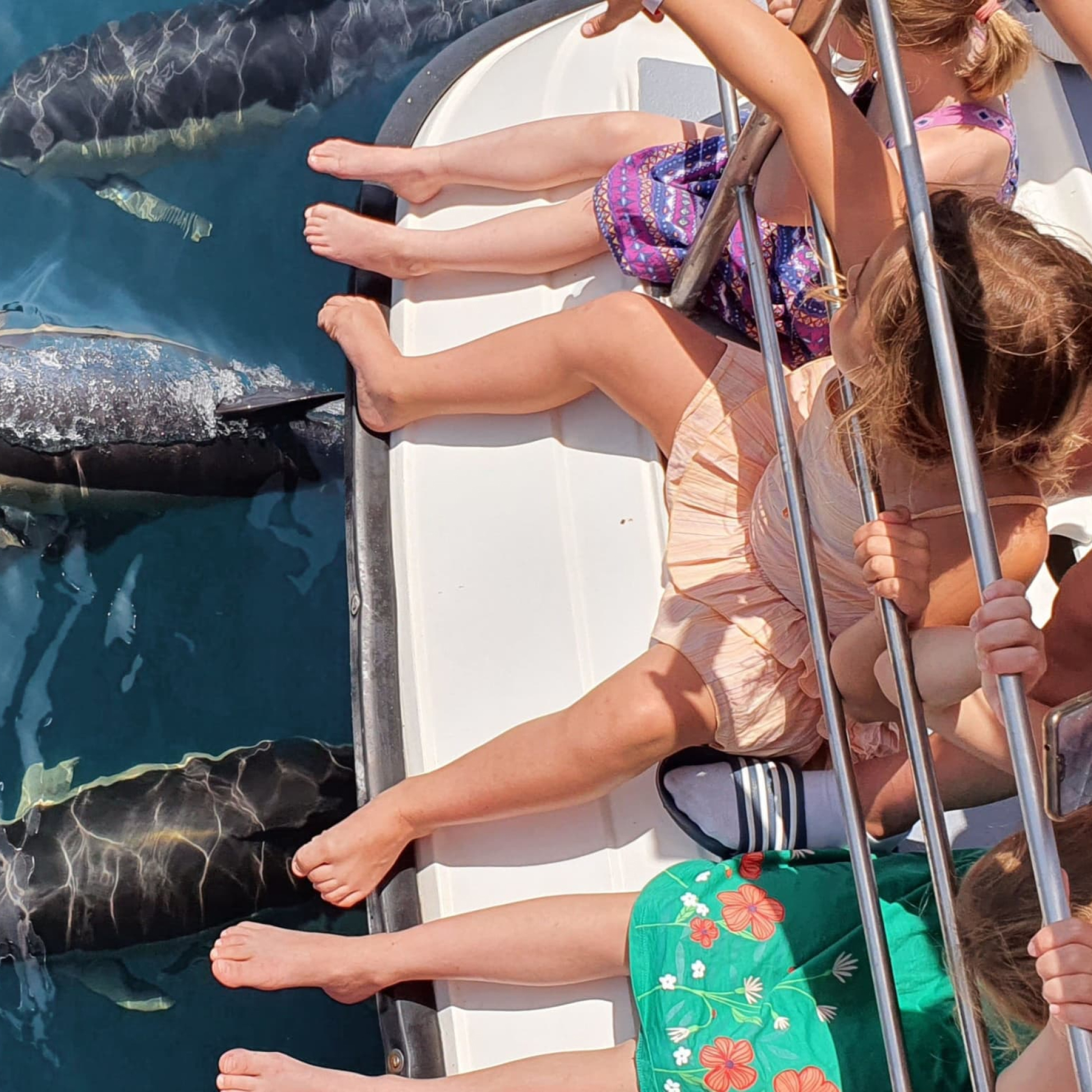 Dolphin watching tour along the Algarve coast