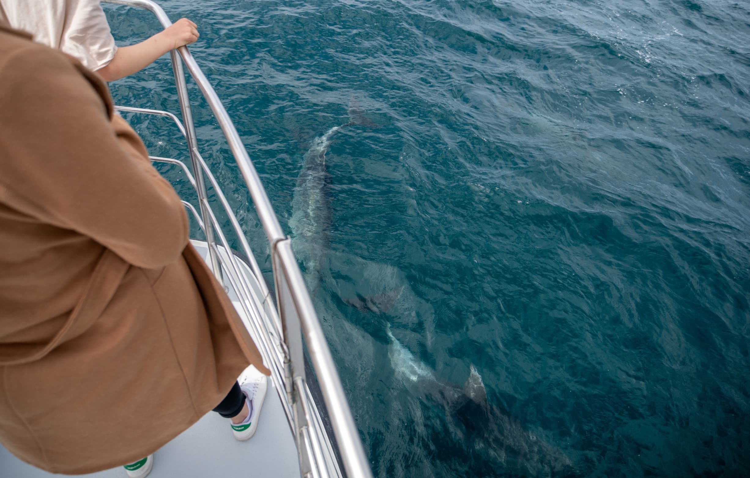 Tourists spotting dolphins during an Algarve boat tour