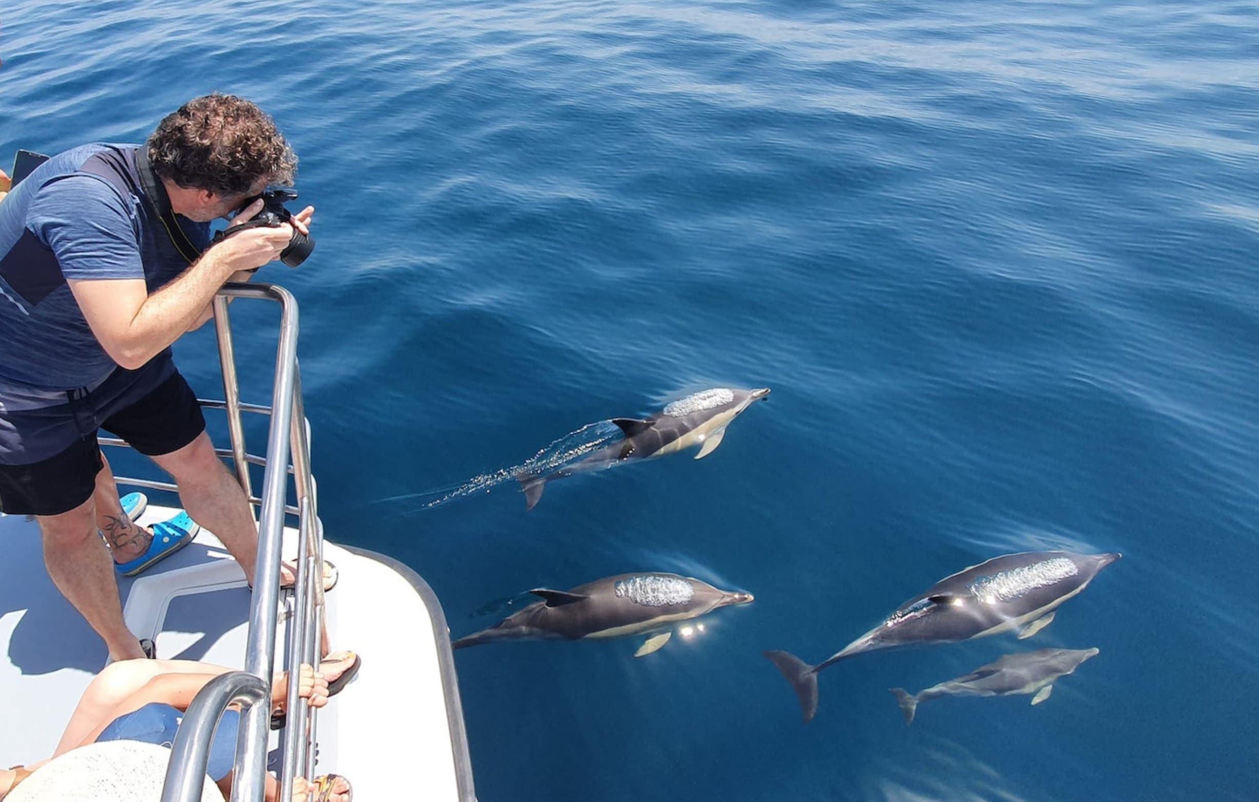 Dolphin watching experience departing from Lagos Marina