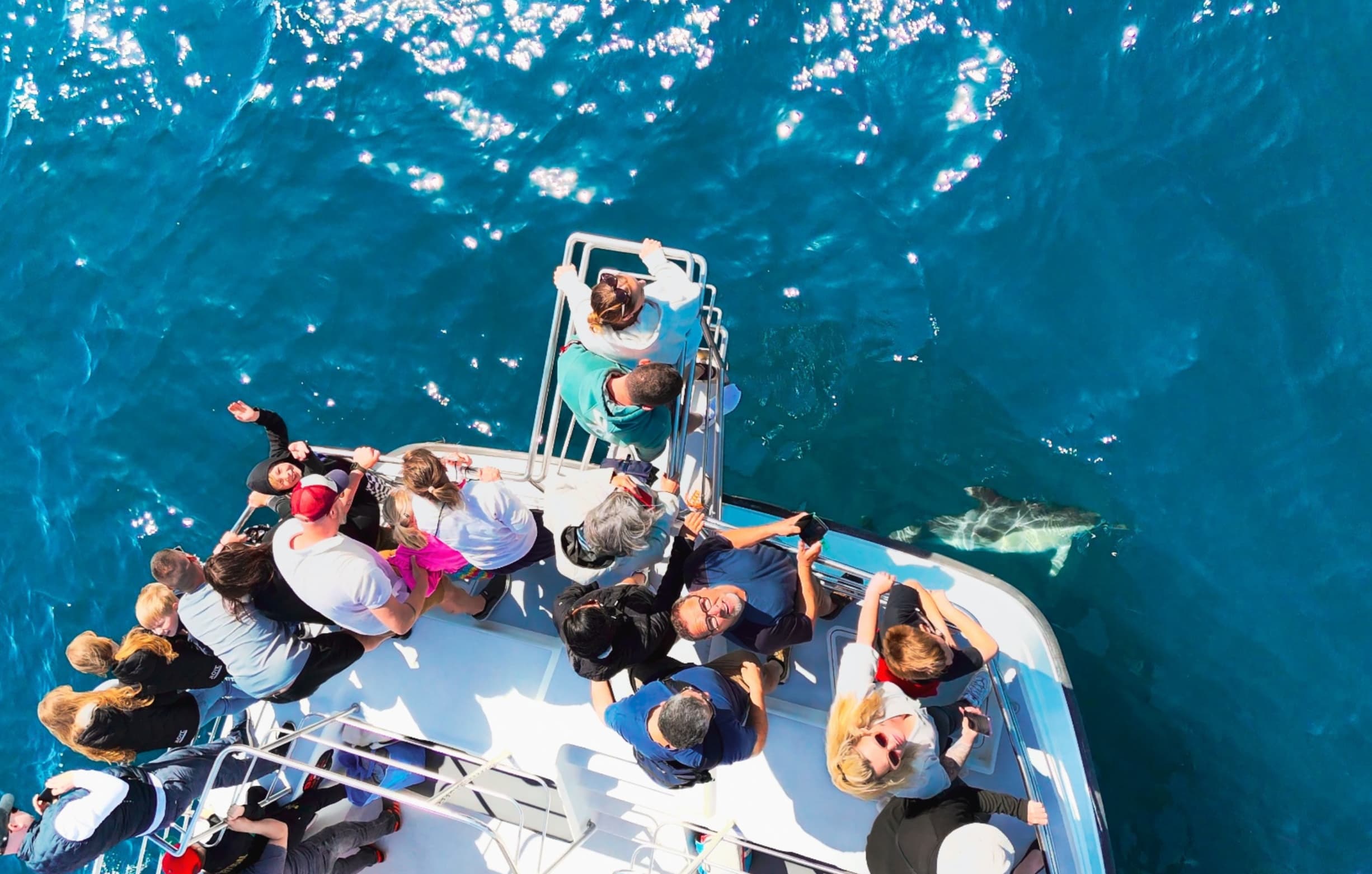 Passengers enjoying a dolphin watching tour from Lagos