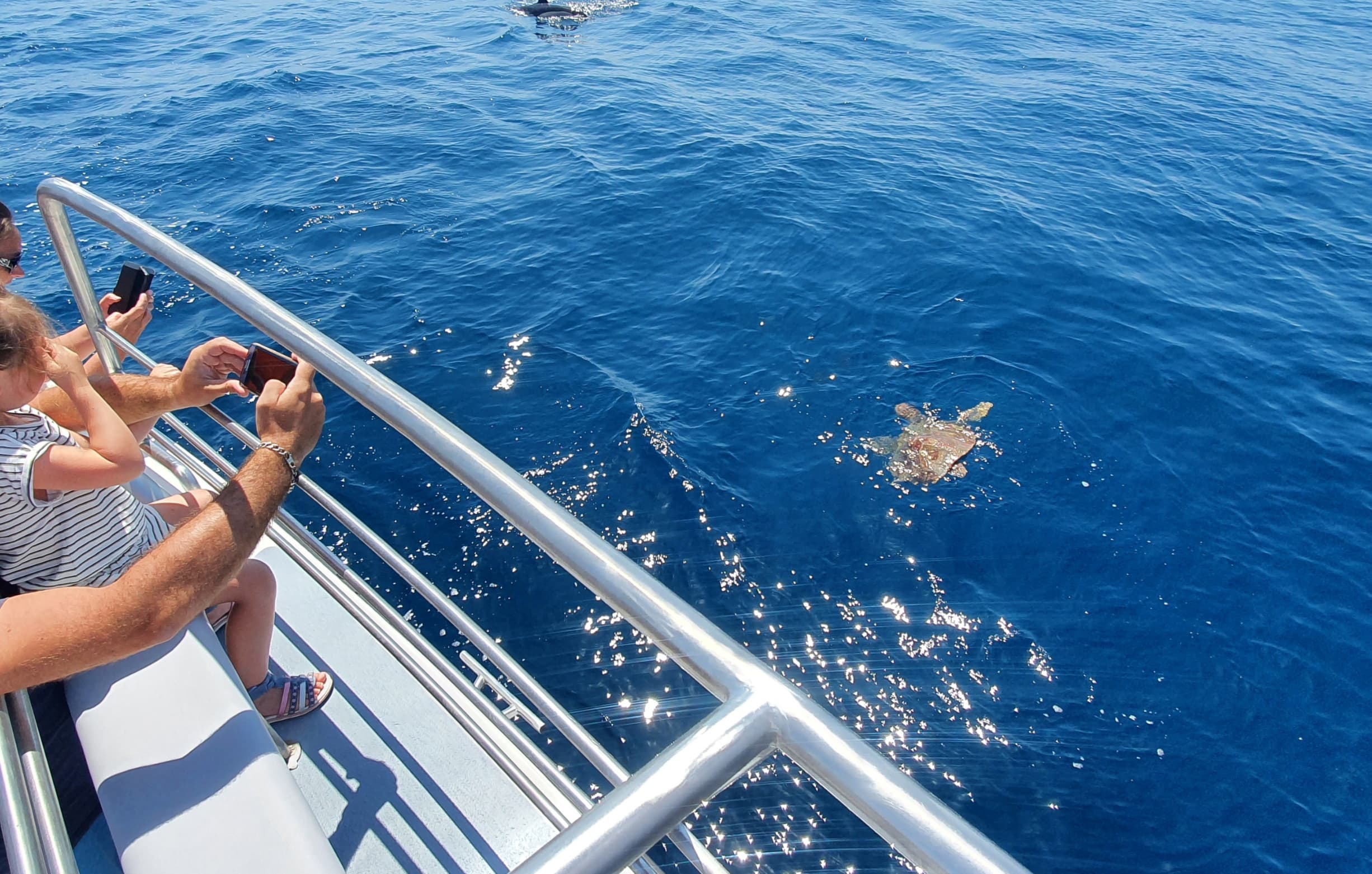 Catamaran cruise with dolphin watching in Lagos Algarve