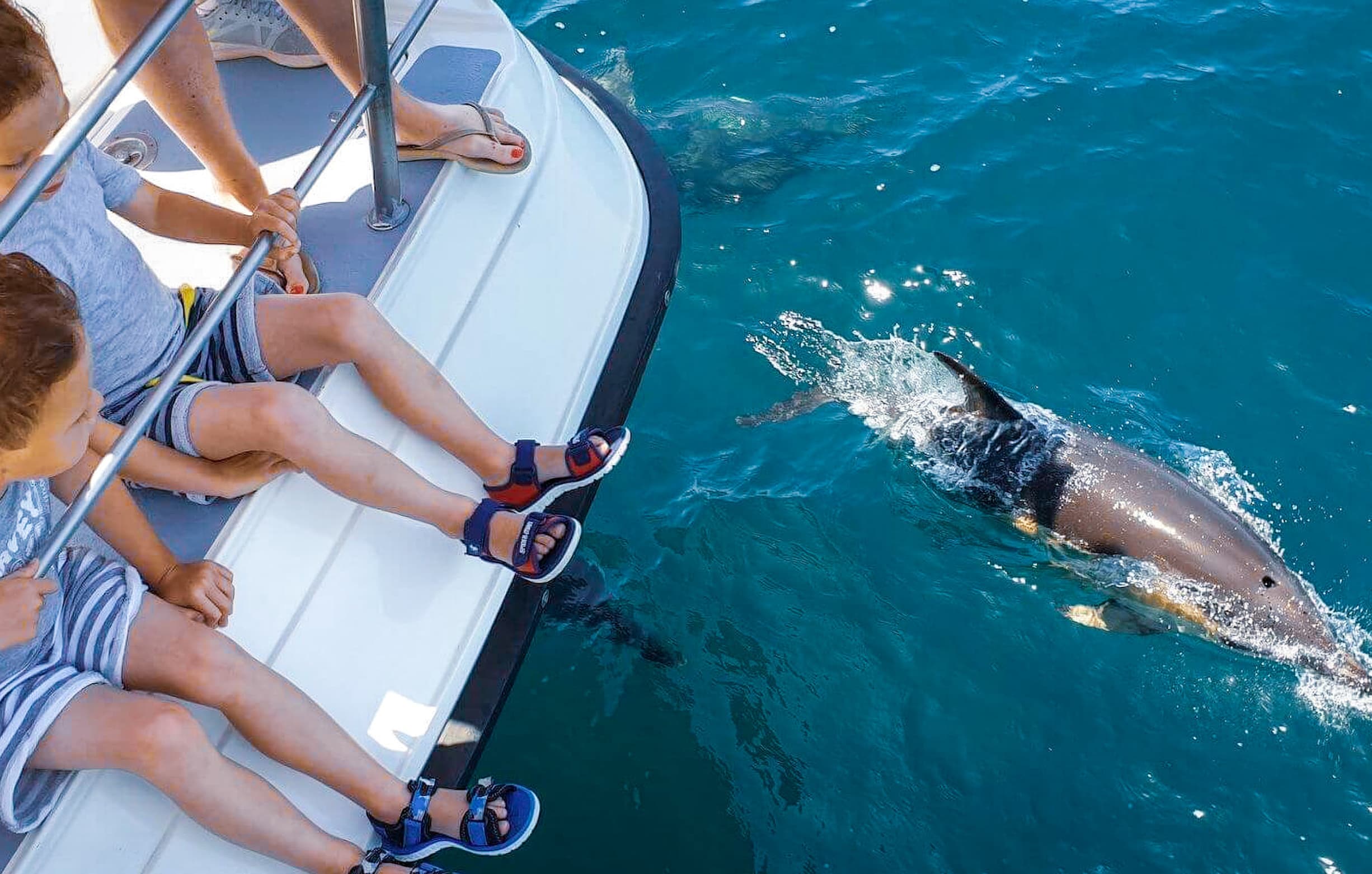 Ocean wildlife tour with dolphins near the Algarve coastline