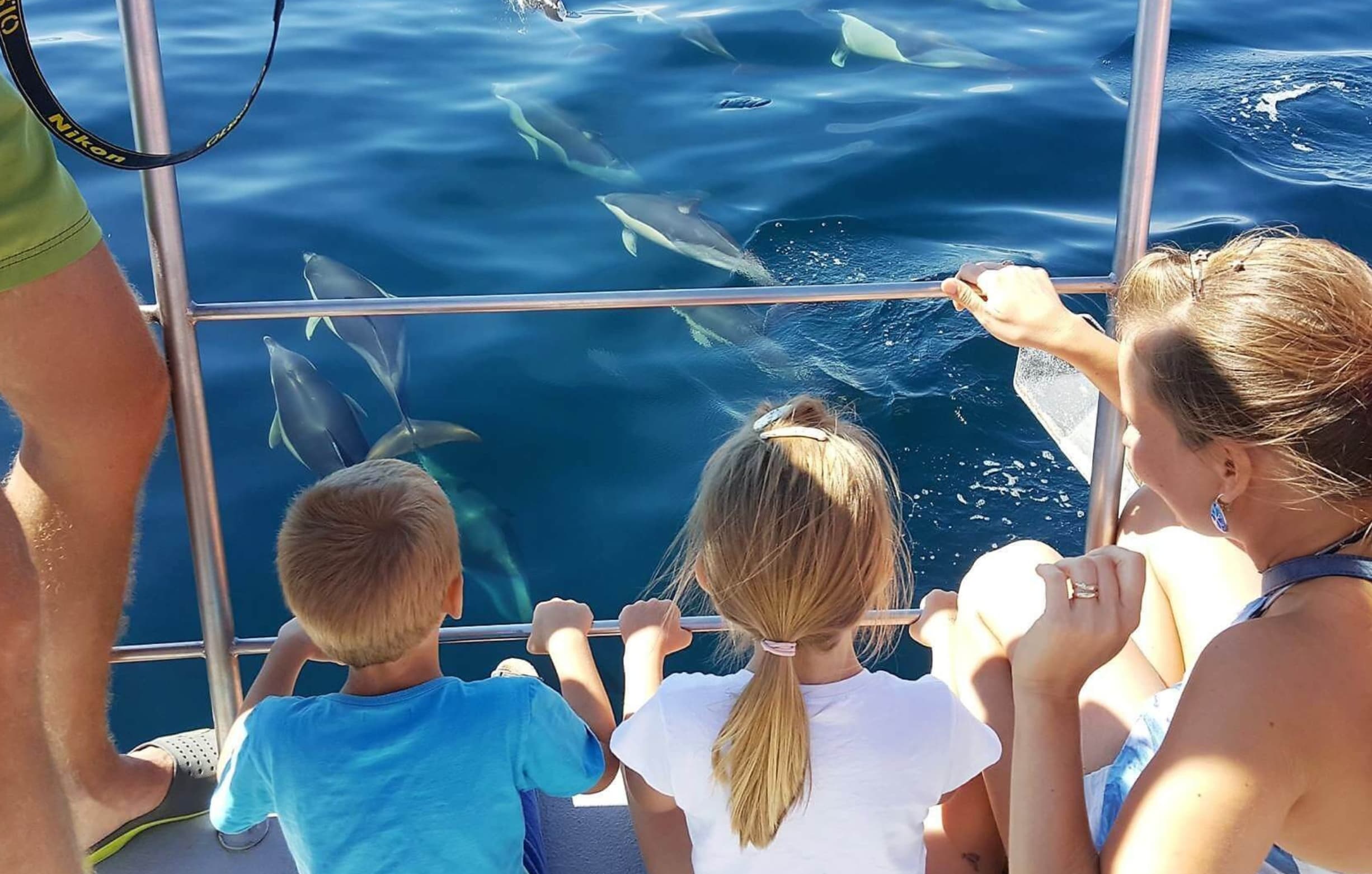 Wild dolphins swimming near a catamaran in Algarve